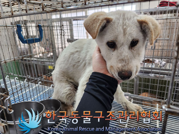 한국동물구조관리협회_441560202300305